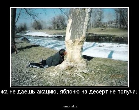 пока не даешь акацию, яблоню на десерт не получишь