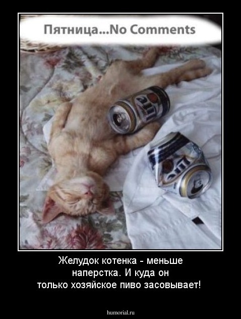 Желудок котенка - меньше наперстка. И куда он только хозяйское пиво засовывает!
