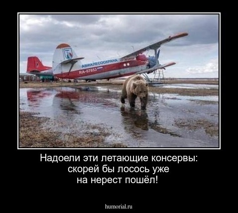 Надоели эти летающие консервы: скорей бы лосось уже на нерест пошёл!