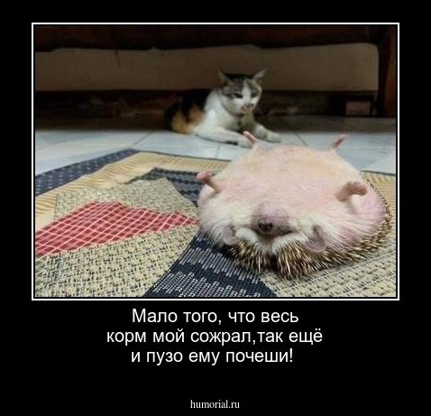 Мало того, что весь корм мой сожрал,так ещё и пузо ему почеши!