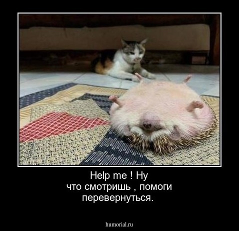 Help me ! Ну что смотришь , помоги перевернуться.