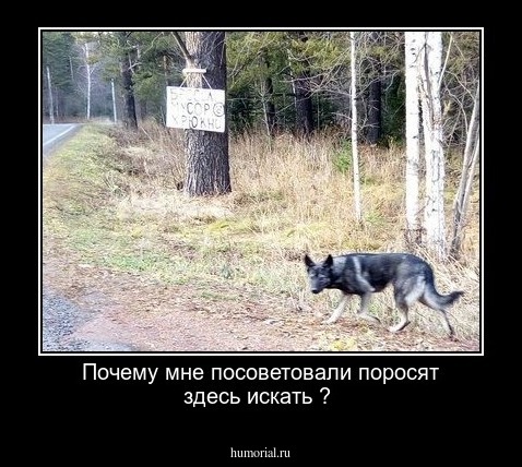 Почему мне посоветовали поросят здесь искать ?