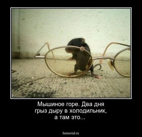 Мышиное горе. Два дня грыз дыру в холодильник, а там это...