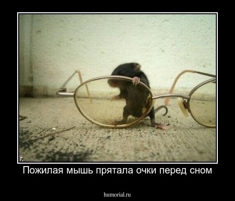 Пожилая мышь прятала очки перед сном