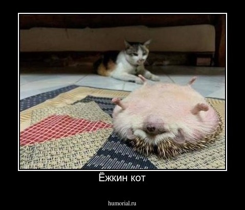 Ёжкин кот