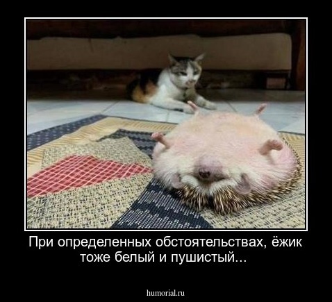 При определенных обстоятельствах, ёжик тоже белый и пушистый...