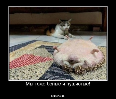 Мы тоже белые и пушистые!