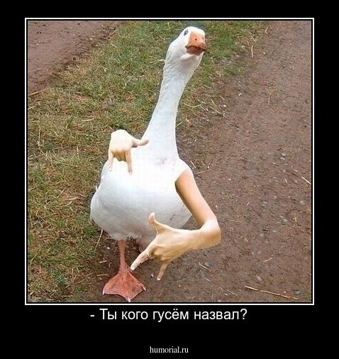 - Ты кого гусём назвал?