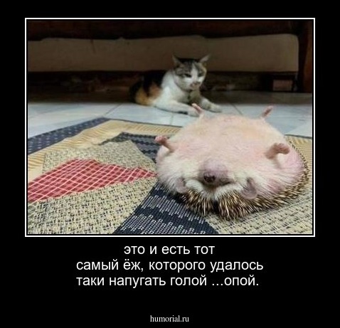 это и есть тот самый ёж, которого удалось таки напугать голой ...опой.