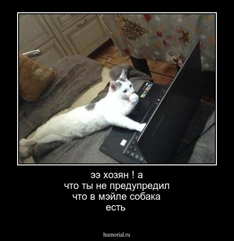 ээ хозян ! а что ты не предупредил что в мэйле собака есть