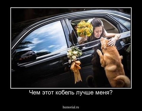 Чем этот кобель лучше меня?
