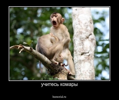 учитесь комары