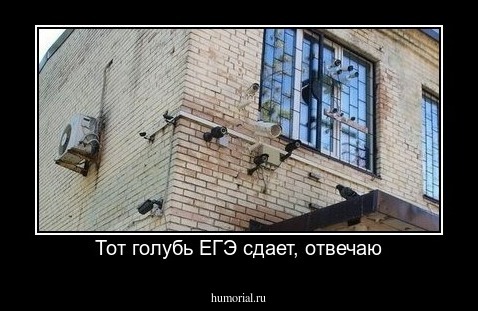 Тот голубь ЕГЭ сдает, отвечаю