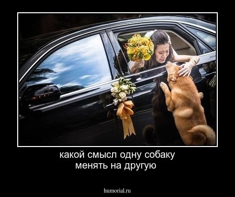 какой смысл одну собаку менять на другую 