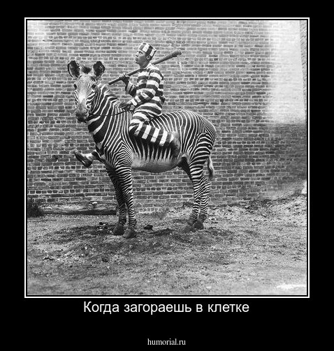 Когда загораешь в клетке