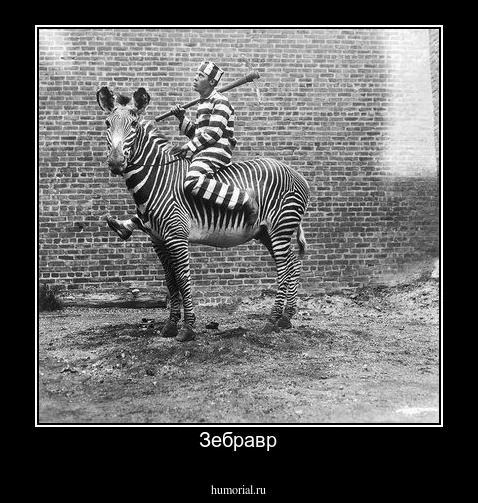Зебравр