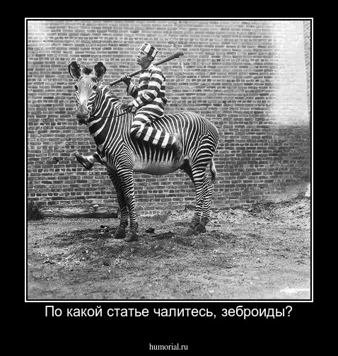 По какой статье чалитесь, зеброиды?