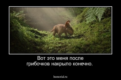 Вот это меня после грибочков накрыло конечно.