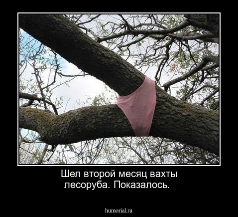 Шел второй месяц вахты лесоруба. Показалось.  