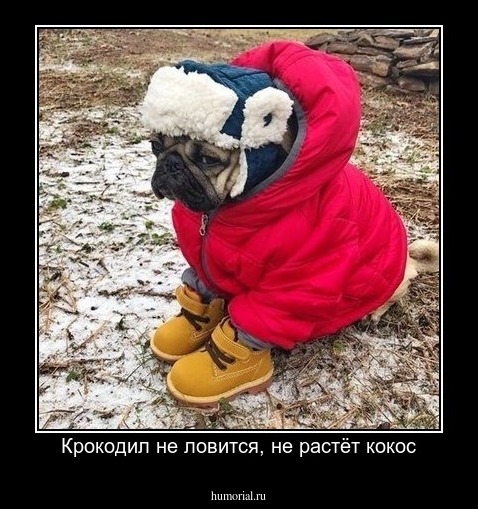 Крокодил не ловится, не растёт кокос