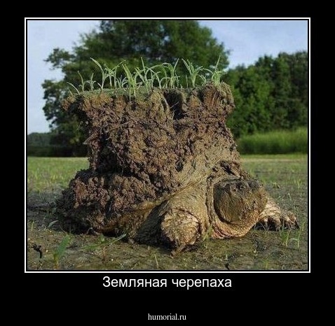 Земляная черепаха