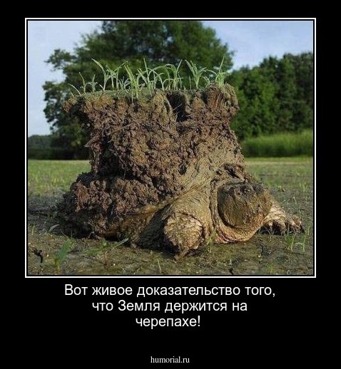 Вот живое доказательство того, что Земля держится на черепахе!