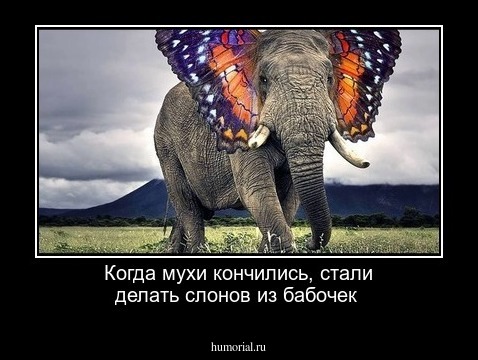 Когда мухи кончились, стали делать слонов из бабочек 