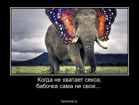 Когда не хватает секса,  бабочка сама не своя...