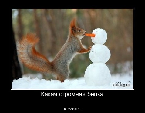 Какая огромная белка