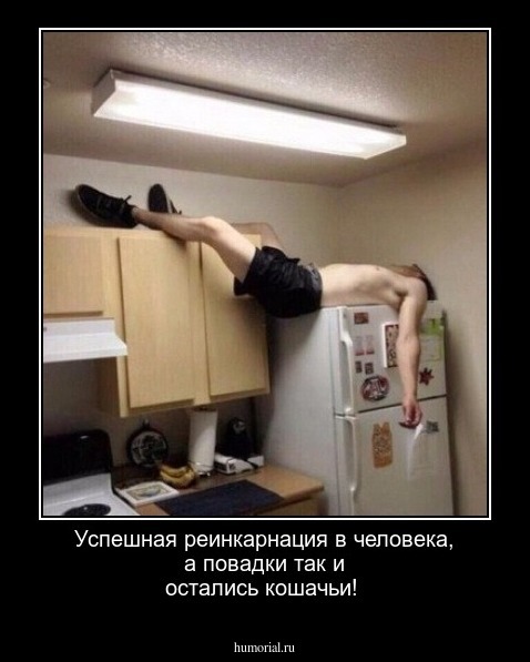 Успешная реинкарнация в человека, а повадки так и остались кошачьи!