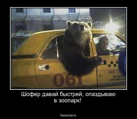 Шофер давай быстрей, опаздываю в зоопарк!