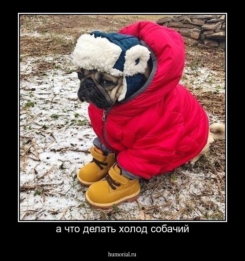 а что делать холод собачий