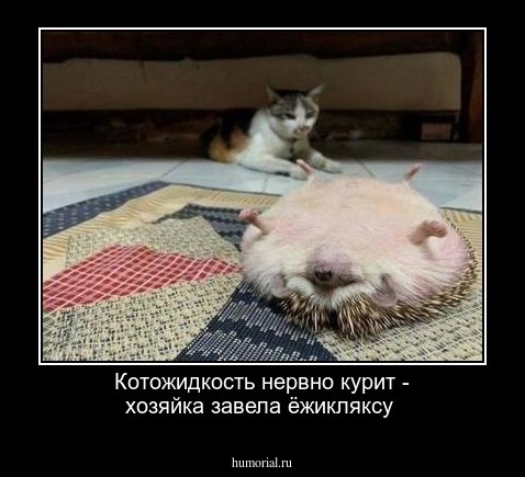  Котожидкость нервно курит - хозяйка завела ёжикляксу
