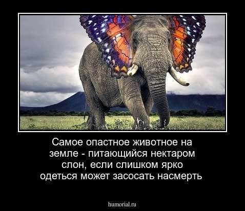 Самое опастное животное на земле - питающийся нектаром слон, если слишком ярко одеться может засосать насмерть