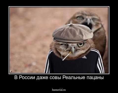 В России даже совы Реальные пацаны
