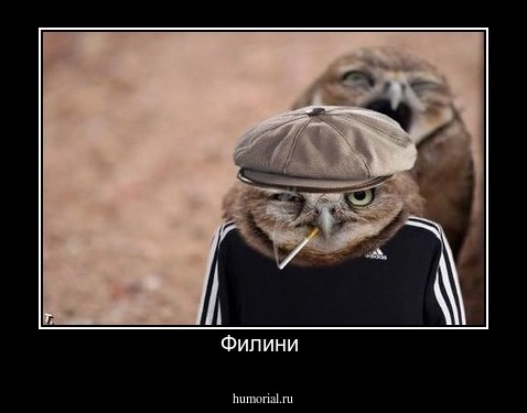 Филини 