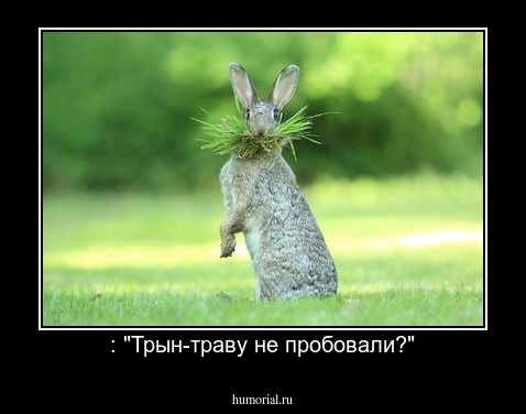 : "Трын-траву не пробовали?"