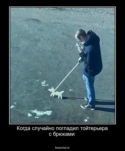 Когда случайно погладил тойтерьера с брюками