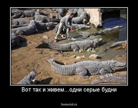 Вот так и живем...одни серые будни
