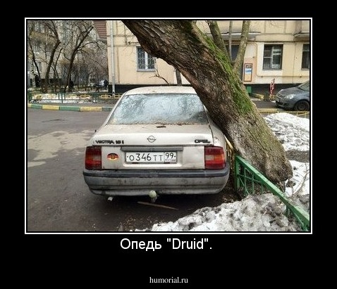 Опедь "Druid". 