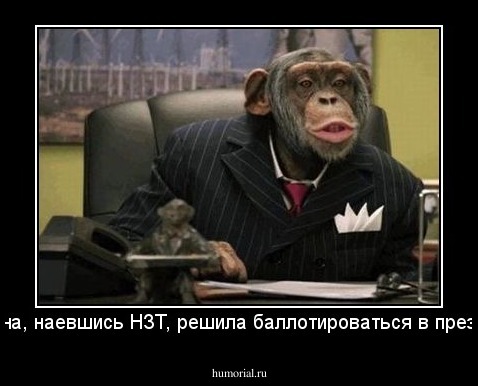 обезьяна, наевшись НЗТ, решила баллотироваться в президенты