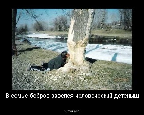 В семье бобров завелся человеческий детеныш