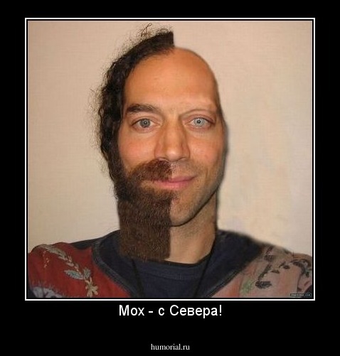 Мох - с Севера!