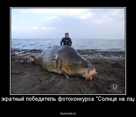 Многократный победитель фотоконкурса "Солнце на ладони".
