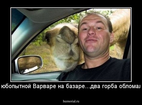 Любопытной Варваре на базаре...два горба обломали