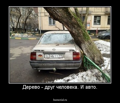 Дерево - друг человека. И авто.