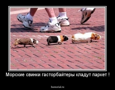 Морские свинки гасторбайтеры кладут паркет !