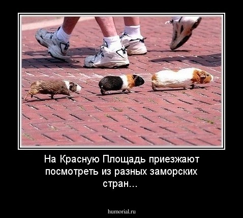На Красную Площадь приезжают посмотреть из разных заморских стран...