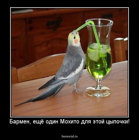 Бармен, ещё один Мохито для этой цыпочки!