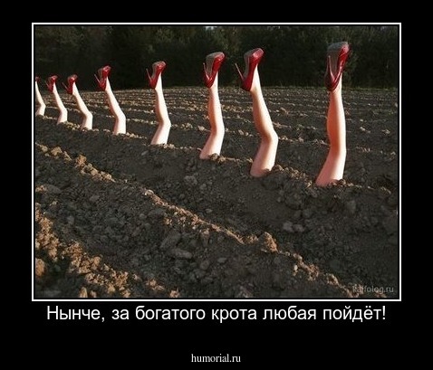 Нынче, за богатого крота любая пойдёт!